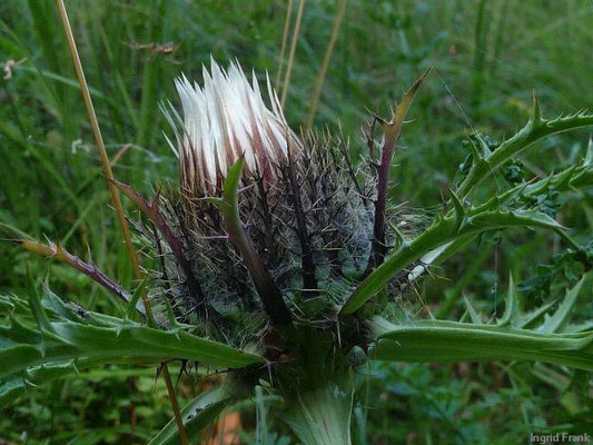 Carlina acaulis ssp. caulescens / Hohe Silberdistel    VII-IX
