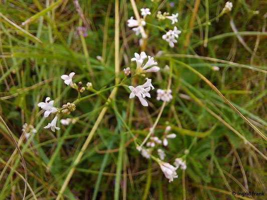 26.07.2023; Übersberg bei Pfullingen