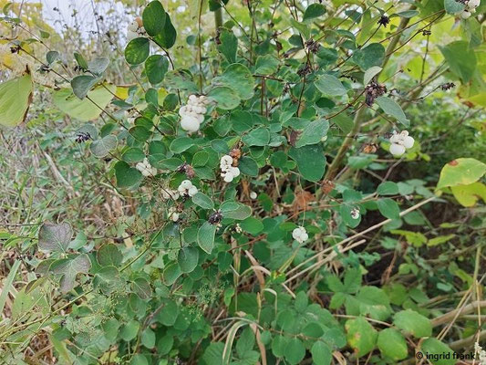 Symphoricarpus albus / Weiße Schneebeere
