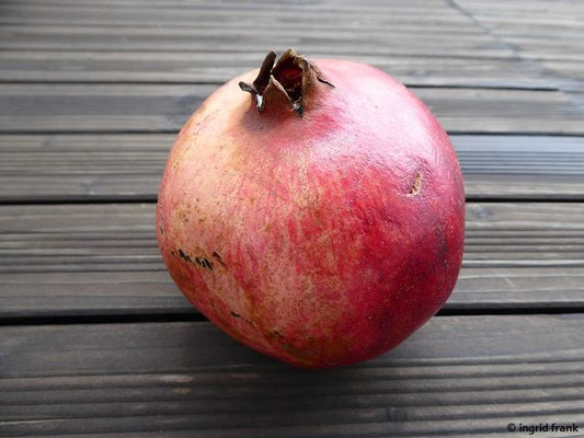 Punica granatum / Granatapfel