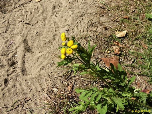 Tanacetum vulgare - Rainfarn