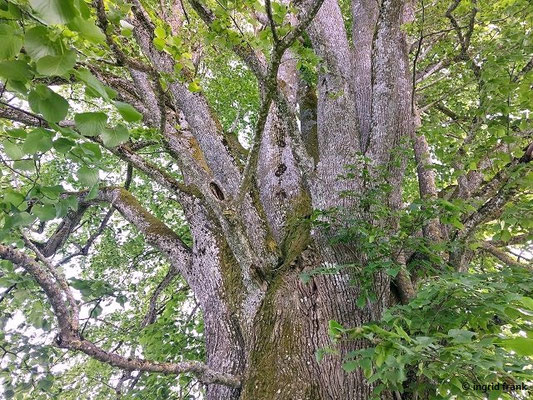 Tilia platyphyllos / Sommer-Linde  ("Friedenslinde" auf dem Wachbühl)
