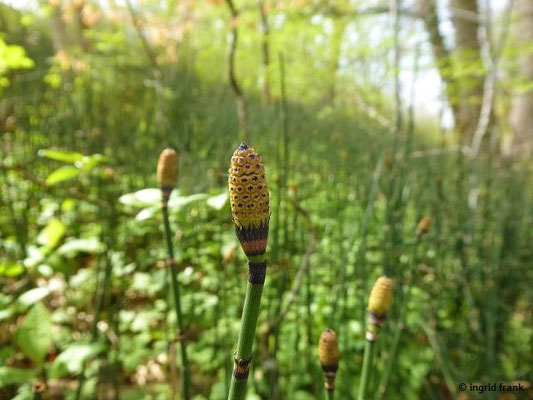 Equisetum hyemale / Winter-Schachtelhalm
