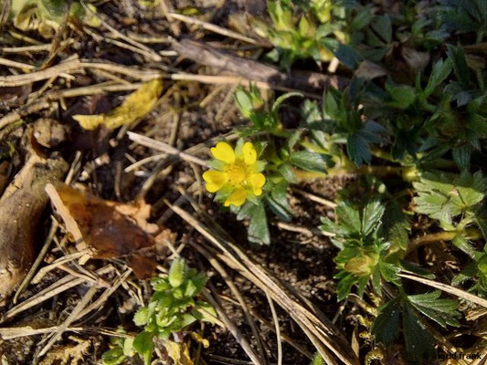 Potentilla neumanniana / Frühlings-Fingerkraut
