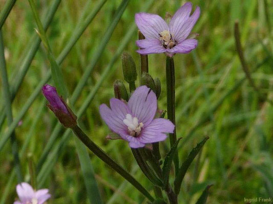 Epilobium spec. (172 Arten)