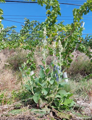 Verbascum lychnitis / Mehlige Königskerze