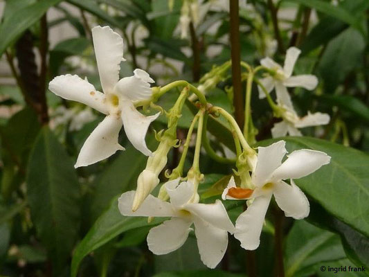Trachelospermum jasminoides - Sternjasmin, Falscher Jasmin