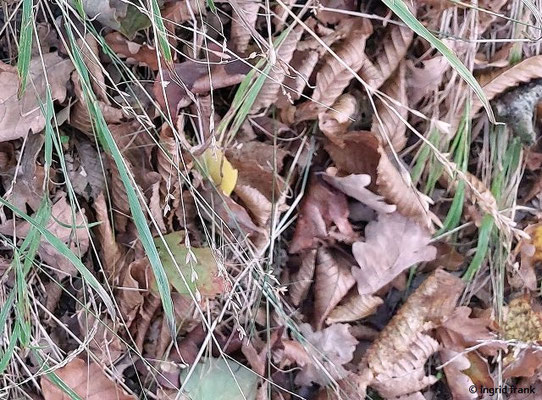 Melica uniflora / Einblütiges Perlgras