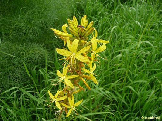 Asphodeline lutea / Gelbe Junkerlilie