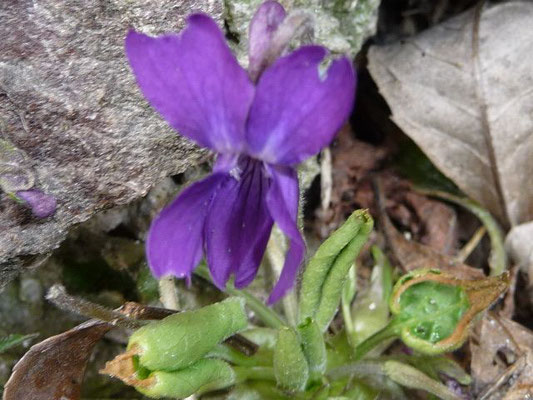 Viola odorata / Wohlriechendes Veilchen    (01.04.2010; im Tal der Drau bei Lienz)