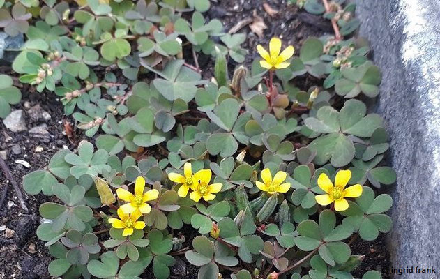 Oxalis corniculata / Gehörnter Sauerklee