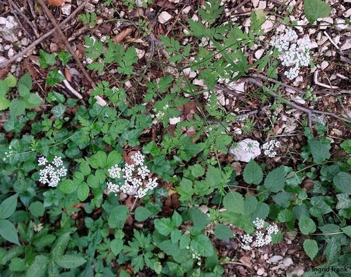 Chaerophyllum temulum / Taumel-Kälberkropf