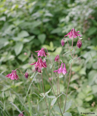 Aquilegia vulgaris / Gewöhnliche Akelei    (24.05.2023; Welzheimer Wald bei Lorch)