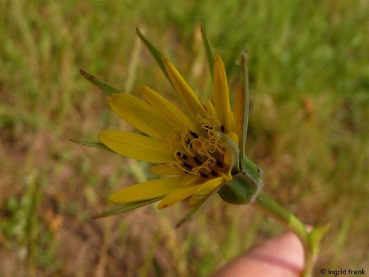 Tragopogon minor / Kleinköpfiger Bocksbart