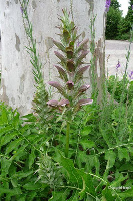 Acanthus hungaricus / Ungarischer Akanthus, Balkan-Bärenklau