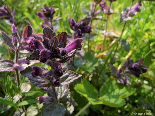 Bartsia spec. (54 Arten)