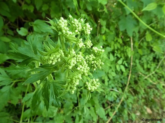 Pleurospermum austriacum / Österreichischer Rippensame