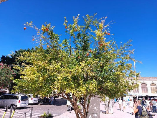 Punica granatum / Granatapfelbaum  (29.09.2025; Sizilien, Syrakus)