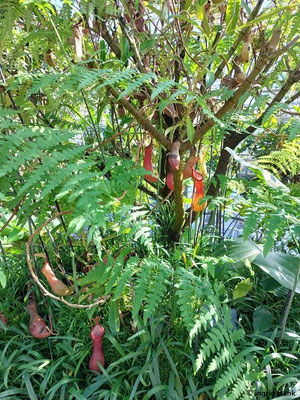 Nepenthes alata / Kannenstrauch (im "Viktoriahaus")