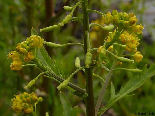 Rorippa palustris - Gewöhnliche Sumpfkresse