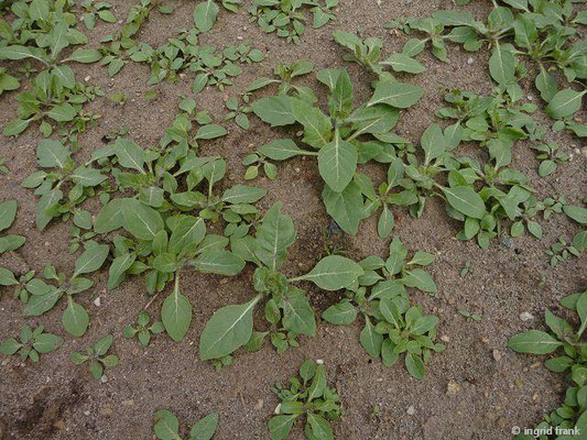 Hyoscyamus niger / Schwarzes Bildenkraut (Botanischer Garten Berlin)    VI-X