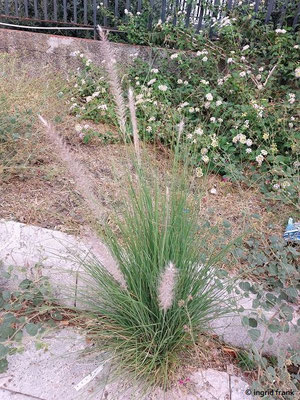 Pennisetum setaceum / Afrikanisches Lampenputzergras  (30.09.2025; Sizilien, Giardino Naxos)