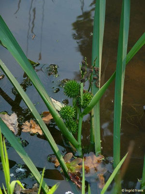 Sparganium erectum / Aufrechter Igelkolben    (10.09.2016; Parc de Schoppenwihr)