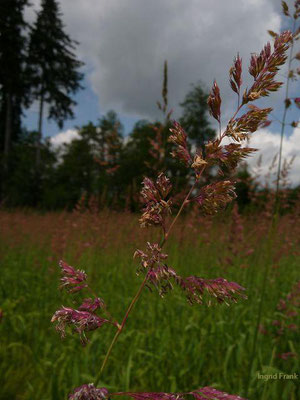 Phalaris arundinacea - Rohr-Glanzgras