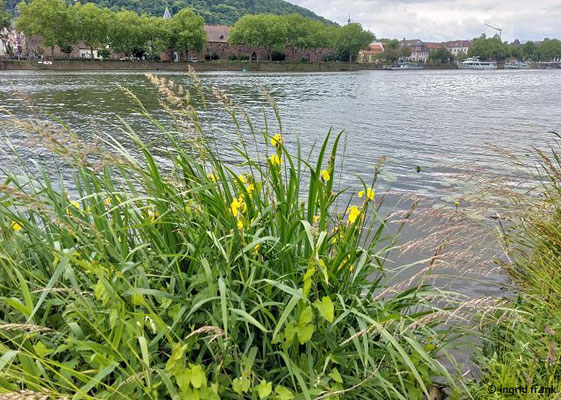 25.05.2025 - Heidelberg, nördliches Neckarufer