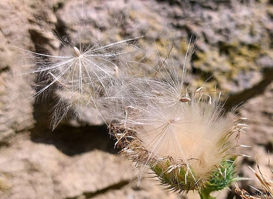 Cirsium vulgare / Gewöhnliche Kratzdistel   (17.08.2023; Ruine Schauenburg bei Dossenheim)