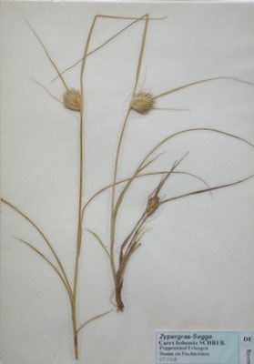 Carex bohemica / Zypergras-Segge      (Herbarium Dr. Wolf von Thun)