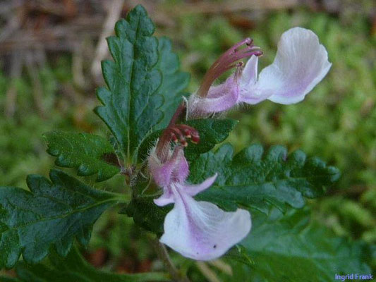 Teucrium chamaedrys / Edel-Gamander    VII-IX