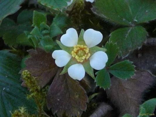 Potentilla sterilis - Erdbeer-Fingerkraut    III-V