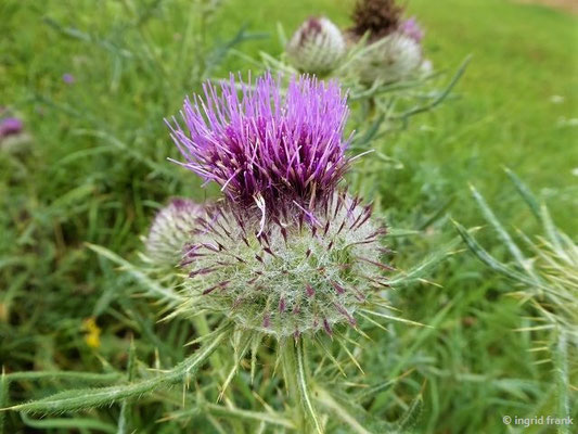 Cirsium eriophorum / Wollköpfge Kratzdistel