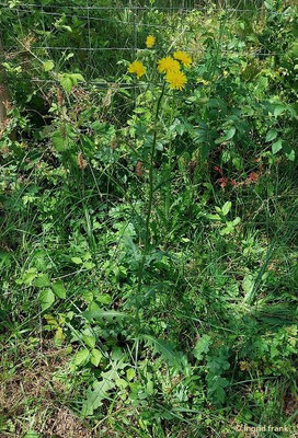 24.06.2024 - NSG Sandhausener Düne, Pferdstrieb
