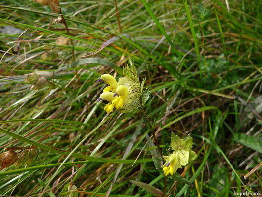 Rhinanthus glacialis - Begrannter Klappertopf (Nationalpark Hohe Tauern)