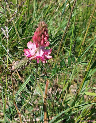 Onobrychis viciifolia / Saat-Esparsette