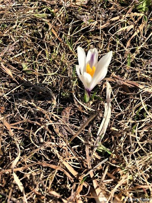 Crocus albiflorus / Weißer Krokus (Foto von Georg Frank)    II-IV