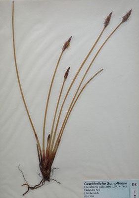 Eleocharis palustris / Echte Sumpfsimse    Herbarium Dr. Wolf von Thun)
