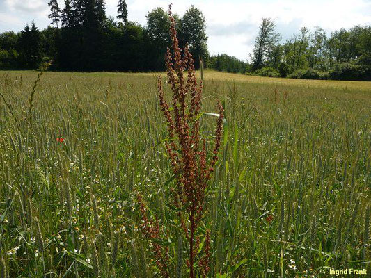 Rumex obtusifolius / Stumpfblättriger Ampfer