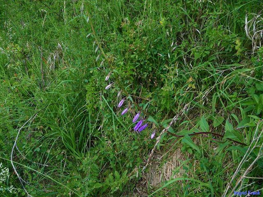 Campanula rapunculoides / Acker-Glockenblume    (12.06.2011; Blitzenreuter Seenplatte)