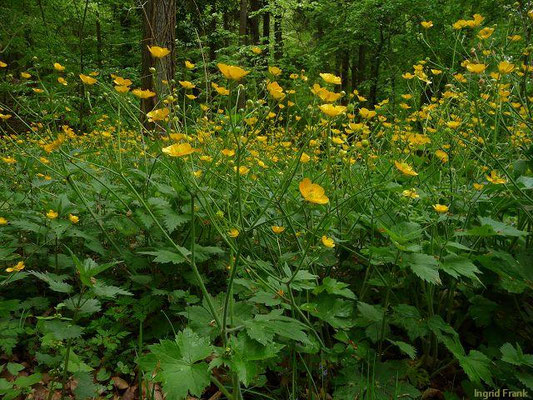 Ranunculus lanuginosus / Wolliger Hahnenfuß