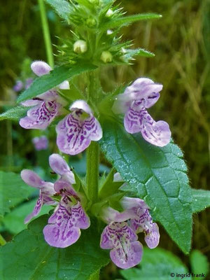 Stachys palustris - Sumpf-Ziest