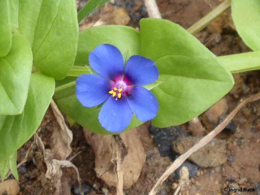 Anagallis foemina - Blauer Gauchheil    VI-IX    (La Palma; dort hat er schon im Februar geblüht))