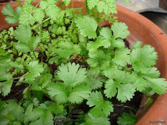 17.05.2010-Coriandrum sativum - Echter Koriander