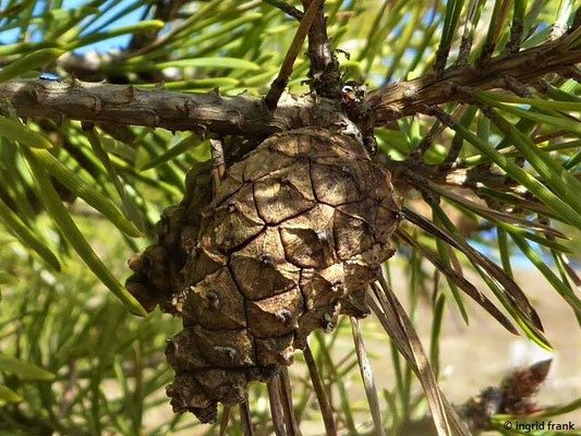 Pinus sylvestris / Gewöhnliche Kiefer, Föhre