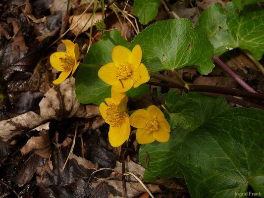 21.04.2012 - An der Wolfegger Ach