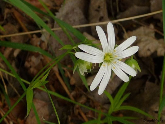 Stellaria holostea - Echte Sternmiere