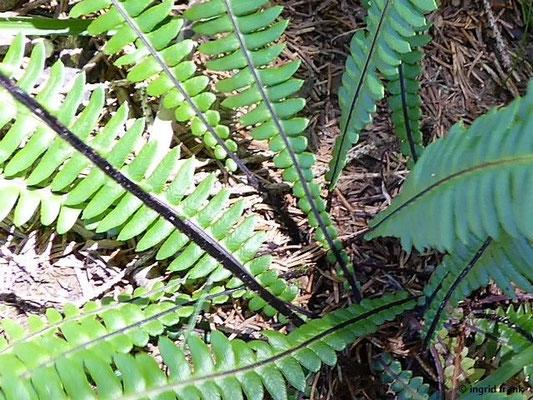 Blechnum spicant- Rippenfarn