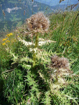 Cirsium spinosissimum / Stachelige Kratzdistel